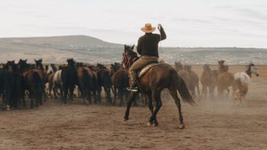 A cowboy rides a horse, herding a group of horses across dusty plains during the day.