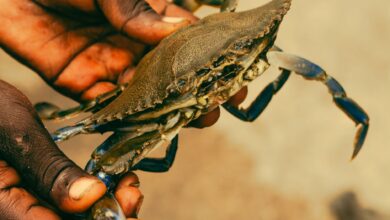Detailed image of a crab being carefully held by two hands, outdoors.