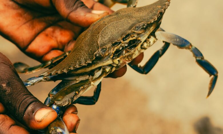 Detailed image of a crab being carefully held by two hands, outdoors.