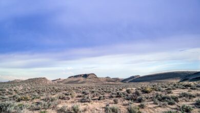 Magnificent view of random vegetation growing on dry terrain near hills in savanna against cloudy sky in nature in summer
