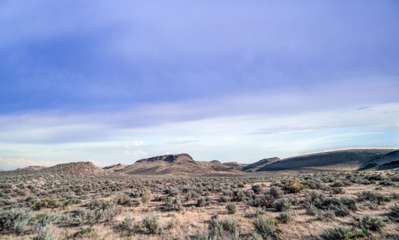 Magnificent view of random vegetation growing on dry terrain near hills in savanna against cloudy sky in nature in summer
