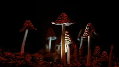 A captivating close-up of mushrooms in a dark forest setting, illuminated artfully at night.