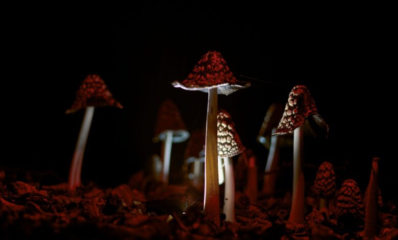 A captivating close-up of mushrooms in a dark forest setting, illuminated artfully at night.