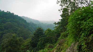 A serene view of a mist-covered forest landscape with dense green foliage and hills.