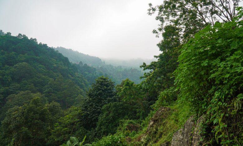 A serene view of a mist-covered forest landscape with dense green foliage and hills.