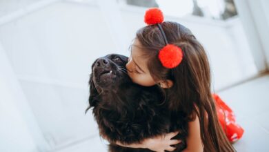 Cute girl embracing and kissing fluffy dog while entertaining at home at weekend