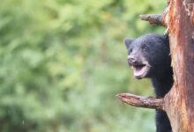 Adorable black bear cub climbing a tree in Wrangell, Alaska's lush wilderness.