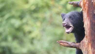 Adorable black bear cub climbing a tree in Wrangell, Alaska's lush wilderness.