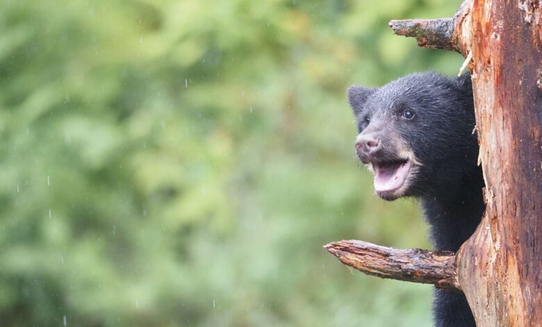 Adorable black bear cub climbing a tree in Wrangell, Alaska's lush wilderness.