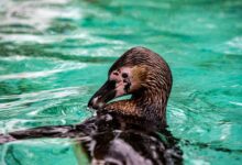 Vibrant close-up image of a penguin swimming gracefully in clear turquoise water.