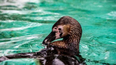 Vibrant close-up image of a penguin swimming gracefully in clear turquoise water.