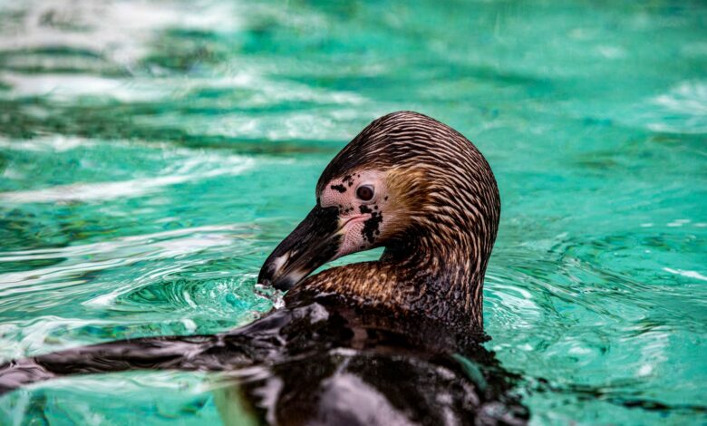 Vibrant close-up image of a penguin swimming gracefully in clear turquoise water.