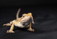 Studio shot of a bearded dragon lizard in focal detail on a black backdrop.