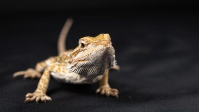 Studio shot of a bearded dragon lizard in focal detail on a black backdrop.