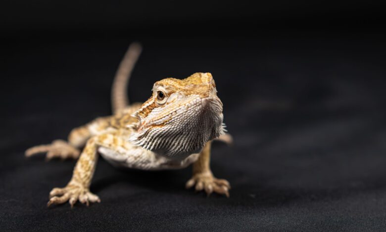 Studio shot of a bearded dragon lizard in focal detail on a black backdrop.