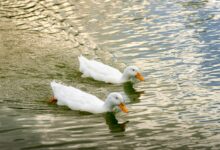 Two white ducks gracefully swim on a serene lake in Mexico, reflecting a tranquil sunset vibe.