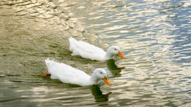 Two white ducks gracefully swim on a serene lake in Mexico, reflecting a tranquil sunset vibe.