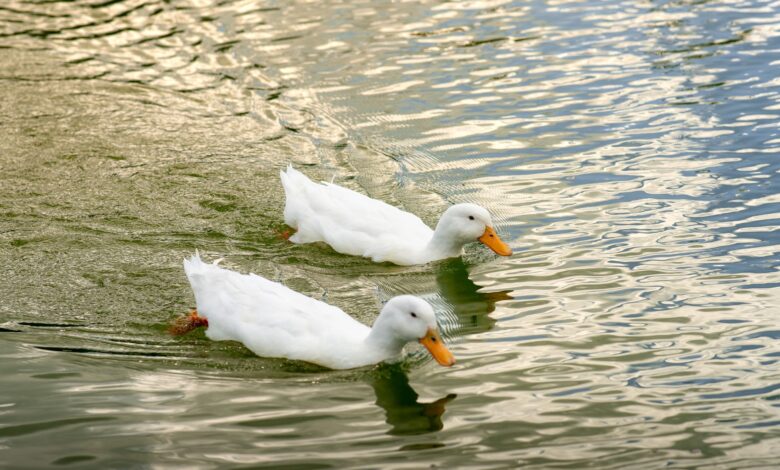 Two white ducks gracefully swim on a serene lake in Mexico, reflecting a tranquil sunset vibe.
