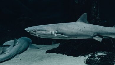 Dramatic close-up of sharks swimming in an underwater aquarium, showcasing marine life.