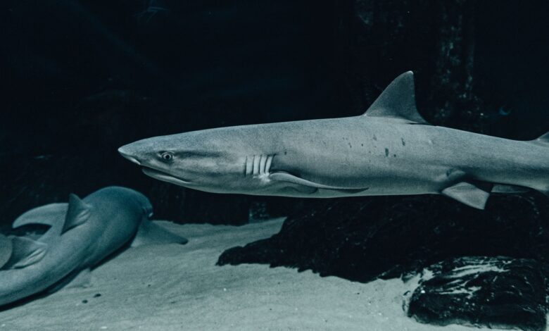 Dramatic close-up of sharks swimming in an underwater aquarium, showcasing marine life.