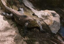 Komodo dragon relaxing on rocky terrain in Bali zoo, showcasing natural behavior.