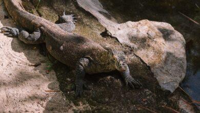 Komodo dragon relaxing on rocky terrain in Bali zoo, showcasing natural behavior.