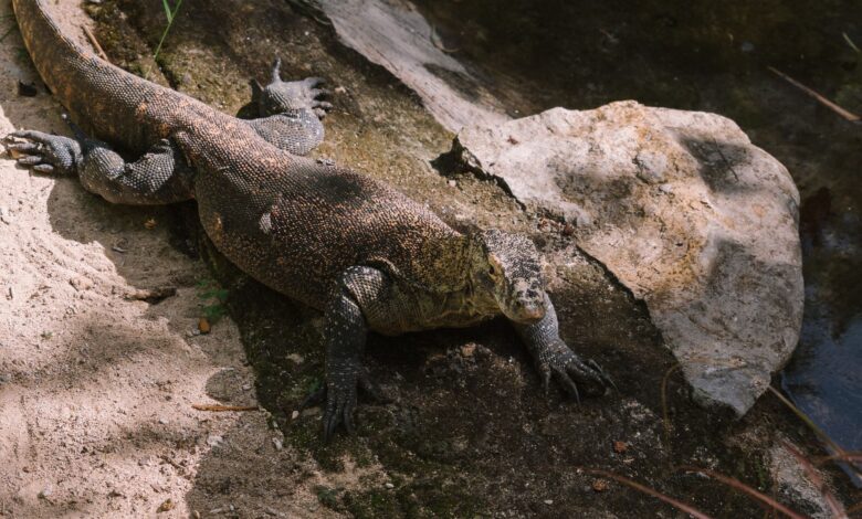 Komodo dragon relaxing on rocky terrain in Bali zoo, showcasing natural behavior.