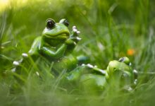 Playful ceramic frog sculptures resting on grass, embodying a whimsical and fun outdoor setting.