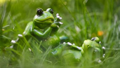 Playful ceramic frog sculptures resting on grass, embodying a whimsical and fun outdoor setting.