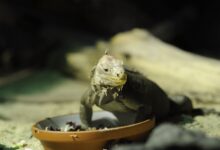 A close-up of an iguana eating from a bowl in an outdoor setting showcasing nature.