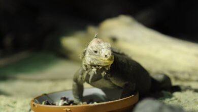 A close-up of an iguana eating from a bowl in an outdoor setting showcasing nature.