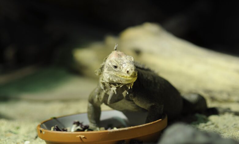 A close-up of an iguana eating from a bowl in an outdoor setting showcasing nature.