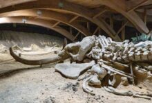 A well-preserved woolly mammoth skeleton displayed in a museum exhibit.