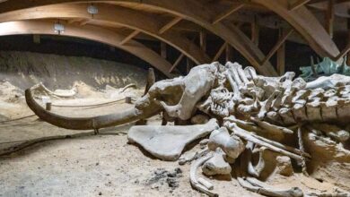 A well-preserved woolly mammoth skeleton displayed in a museum exhibit.