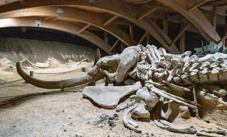 A well-preserved woolly mammoth skeleton displayed in a museum exhibit.