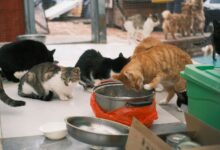 Several cats of various colors eating from dishes in an animal shelter setting.