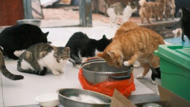 Several cats of various colors eating from dishes in an animal shelter setting.