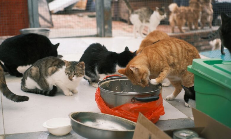 Several cats of various colors eating from dishes in an animal shelter setting.