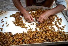 From above of crop anonymous female in casual clothes sitting and selecting silk moth pupae in metal tray