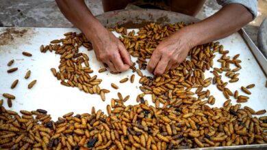From above of crop anonymous female in casual clothes sitting and selecting silk moth pupae in metal tray