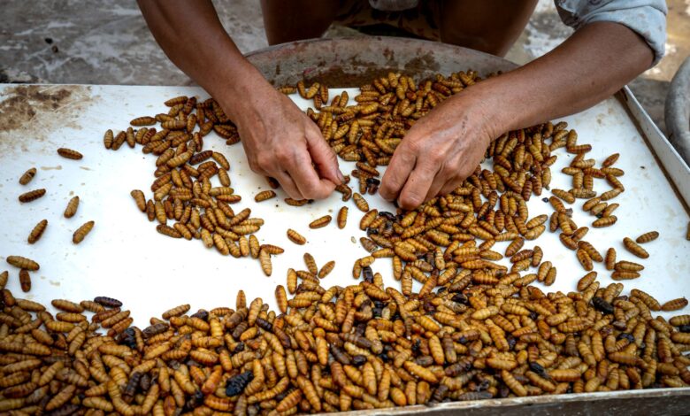 From above of crop anonymous female in casual clothes sitting and selecting silk moth pupae in metal tray