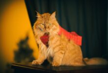 Charming fluffy orange cat wearing a red tie, sitting indoors with a warm ambiance.