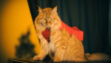 Charming fluffy orange cat wearing a red tie, sitting indoors with a warm ambiance.
