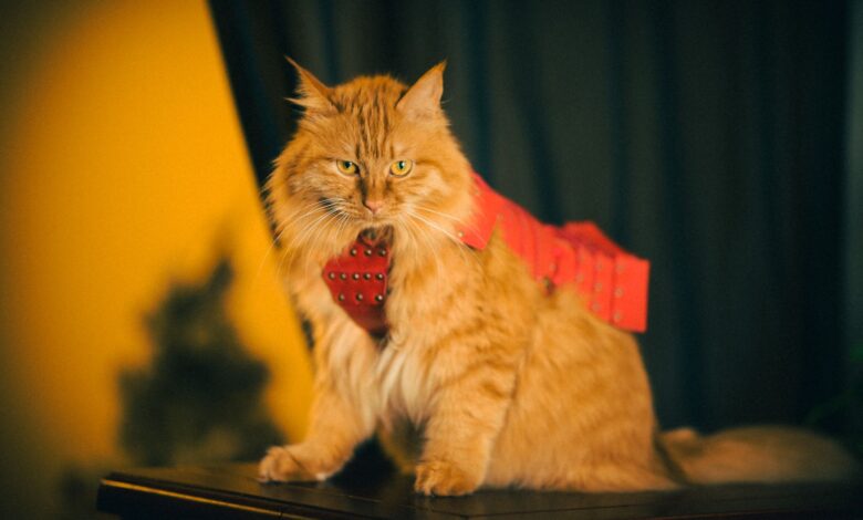 Charming fluffy orange cat wearing a red tie, sitting indoors with a warm ambiance.