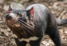 Captivating close-up of a Tasmanian Devil at Auckland Zoo, showcasing its unique features and whiskers.
