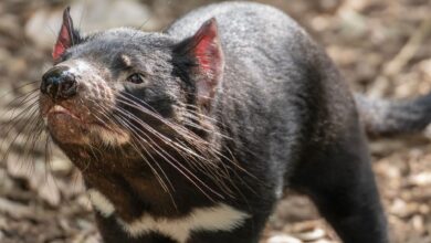 Captivating close-up of a Tasmanian Devil at Auckland Zoo, showcasing its unique features and whiskers.