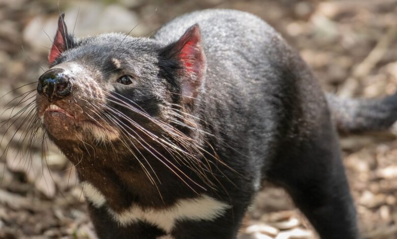 Captivating close-up of a Tasmanian Devil at Auckland Zoo, showcasing its unique features and whiskers.