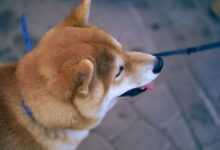 Close-up of a Shiba Inu dog on a leash outdoors, showcasing its fur and playful expression.