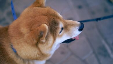 Close-up of a Shiba Inu dog on a leash outdoors, showcasing its fur and playful expression.