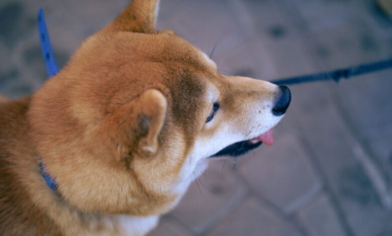 Close-up of a Shiba Inu dog on a leash outdoors, showcasing its fur and playful expression.